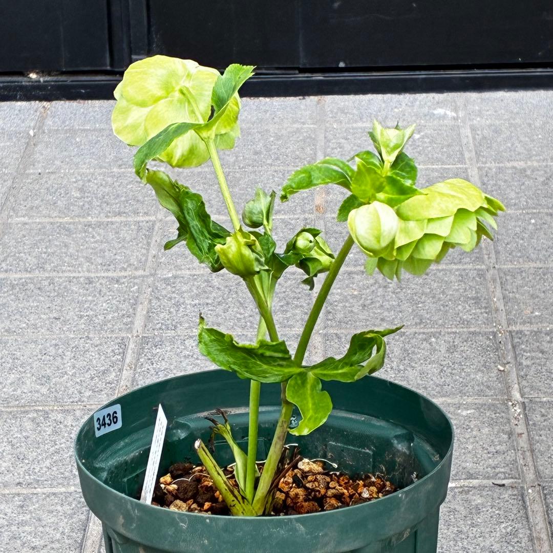 i*u様 3436☘️花タグ付☘️鶯利休⭐️しっかりカラー⭐️コロコロカップ⭐️