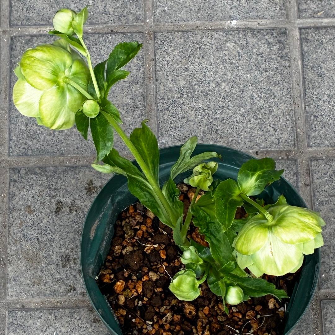 i*u様 3436☘️花タグ付☘️鶯利休⭐️しっかりカラー⭐️コロコロカップ⭐️