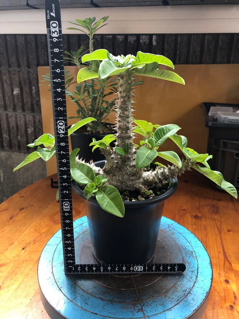 パキポディウム　ウィンゾリー　国内実生株　③