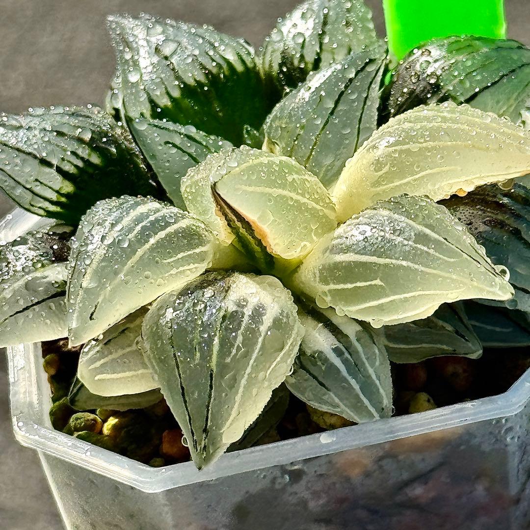 チ*ー様 アトロフスカミュータント錦　超美株　ハオルチア　観葉植物　47