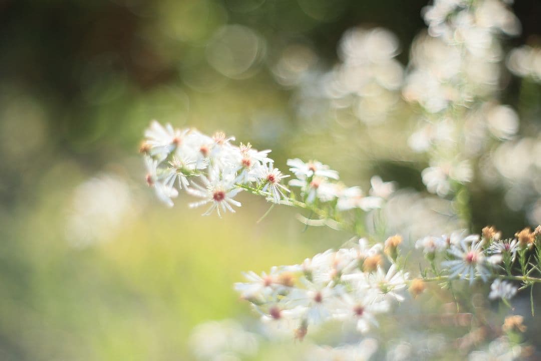 PENTACON auto 50mm F1.8 後期型 【美品】