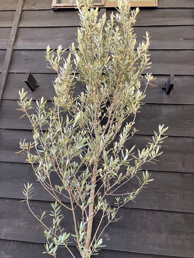 2 オリーブの木　シプレッシーノ