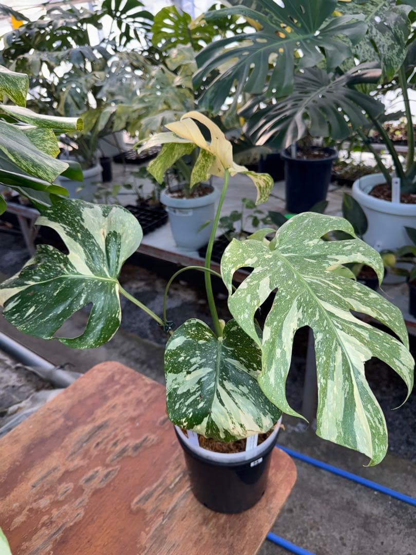 け*ん様 R4モンステラ　タイコンステレーション　スターライト