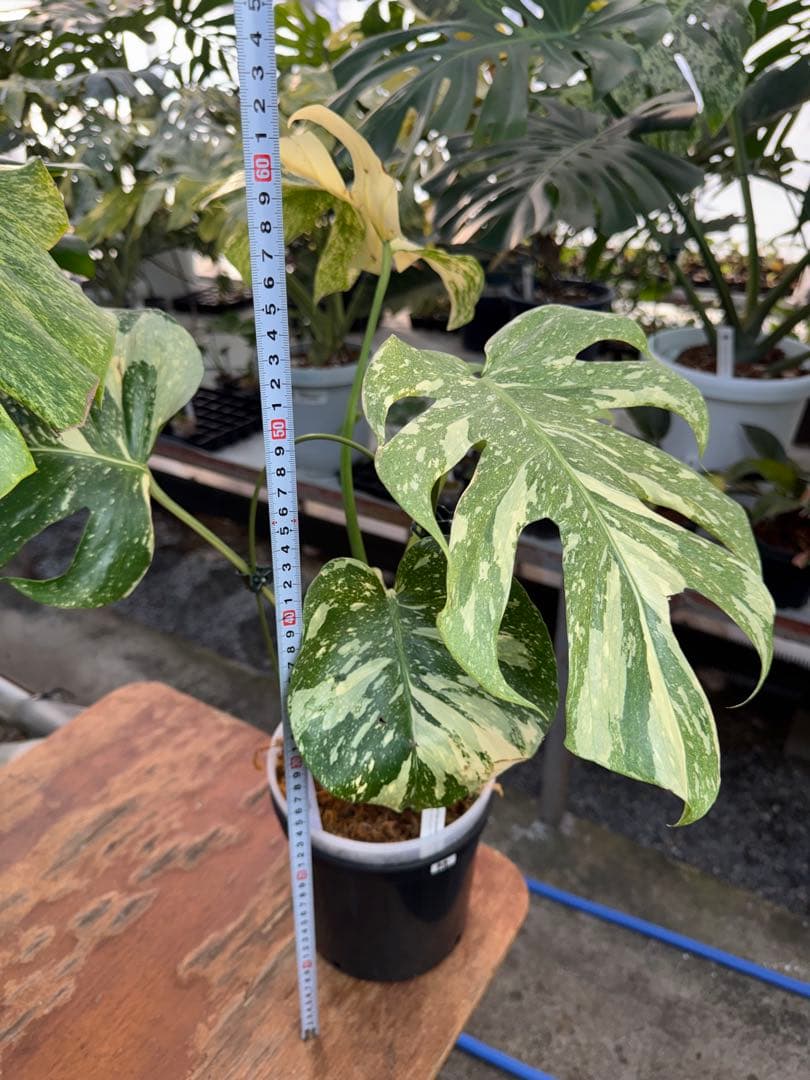 け*ん様 R4モンステラ　タイコンステレーション　スターライト