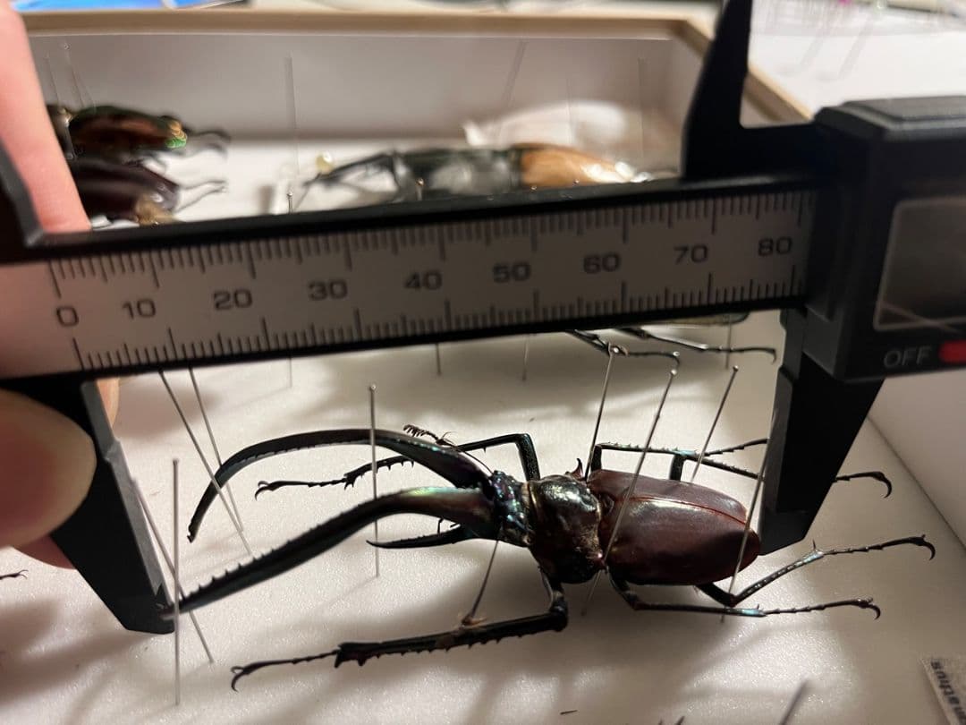 【81mm】チリクワガタ メタリフェルホソアカクワガタ Wild 昆虫標本