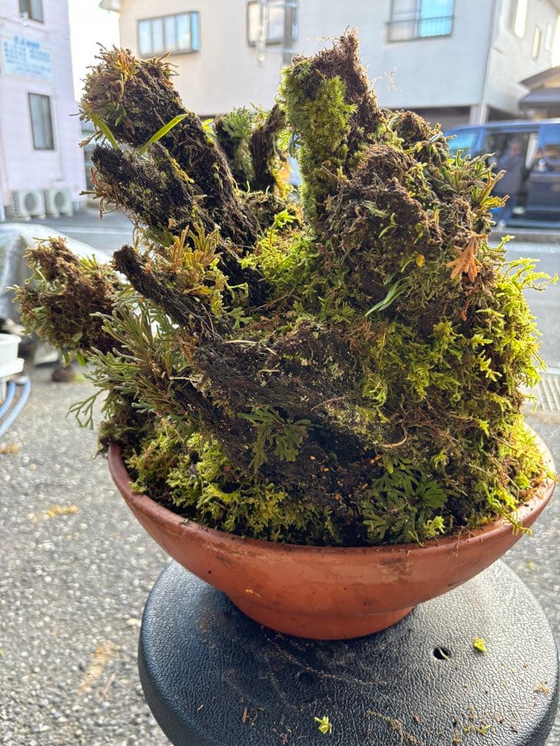 NO１６ イワヒバ(岩松） 30年物 静岡県玉川産 激安の投売り大特価