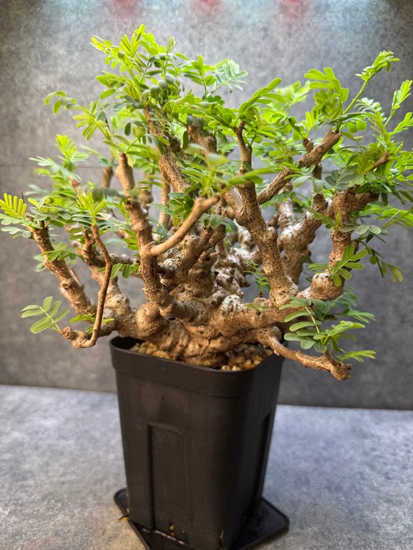 センナ　メリディオナリス　海外実生　発根済み　398