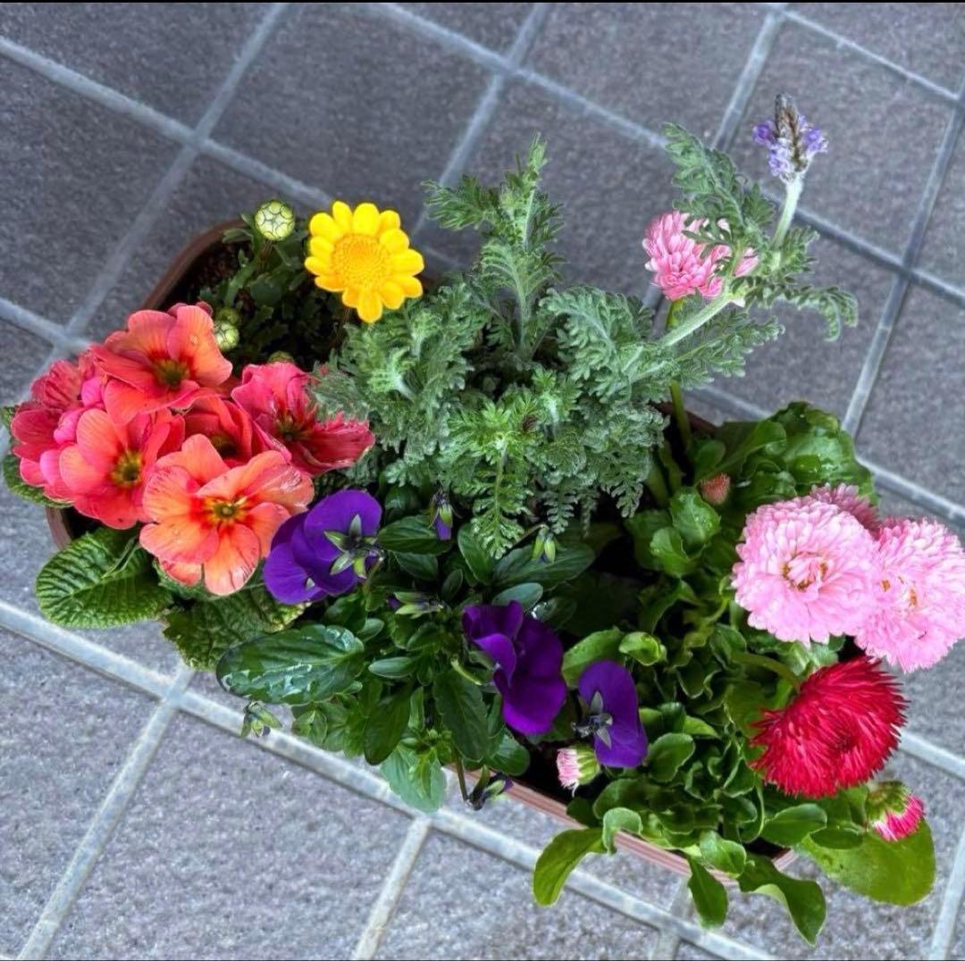 8345☆長く楽しむ☆同鉢で３鉢セット☆お得です❣️