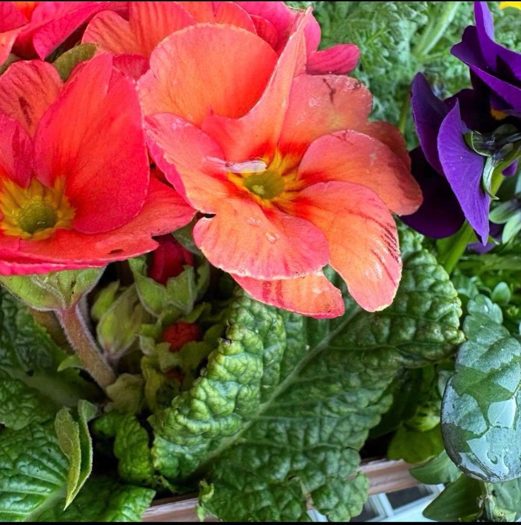 8345☆長く楽しむ☆同鉢で３鉢セット☆お得です❣️