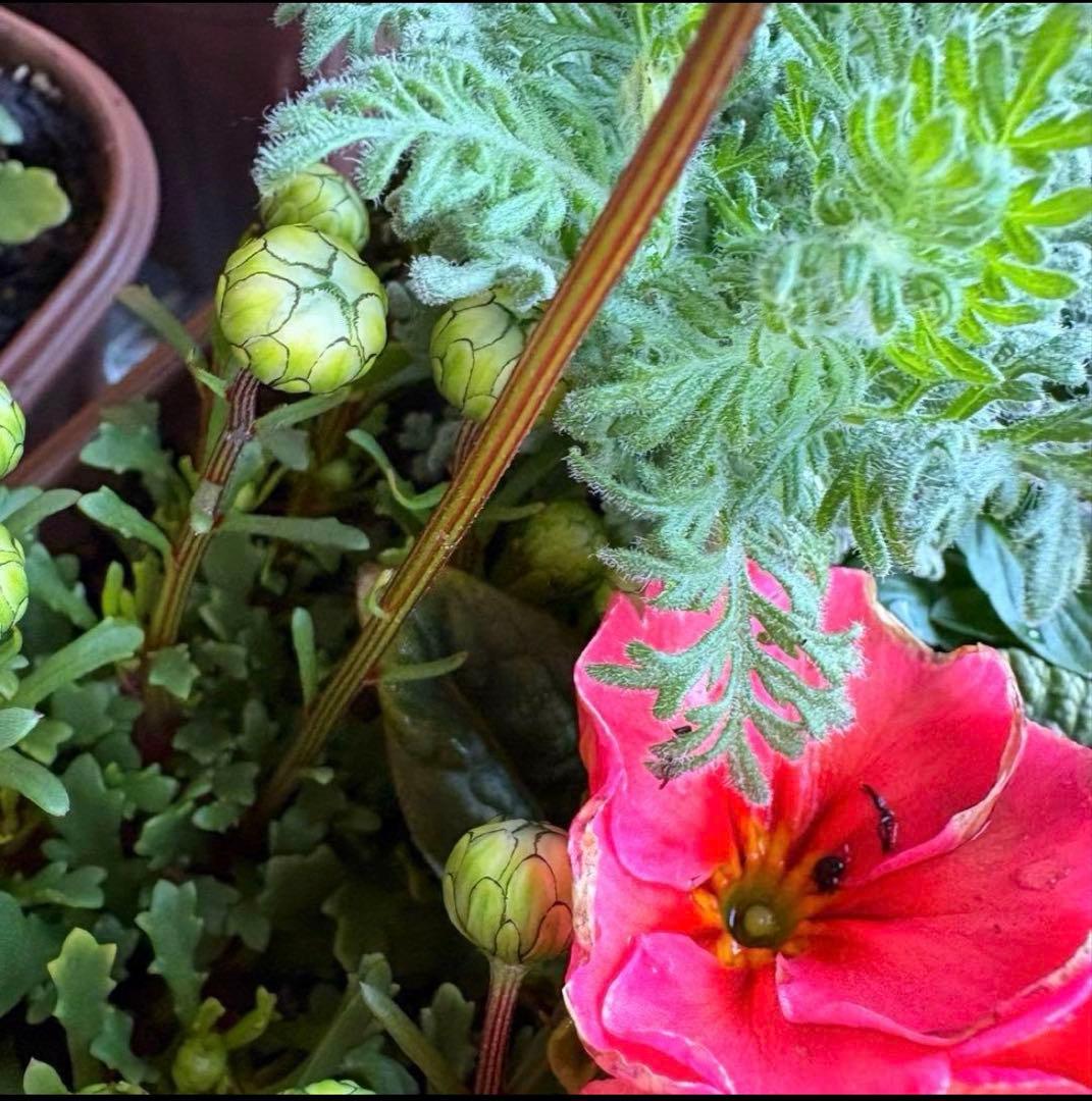 8345☆長く楽しむ☆同鉢で３鉢セット☆お得です❣️