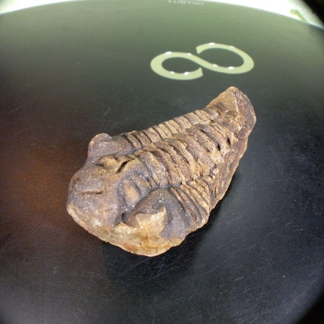 三葉虫　化石　fossil　ボリビア産　trilobite　ノジュール判別⑥