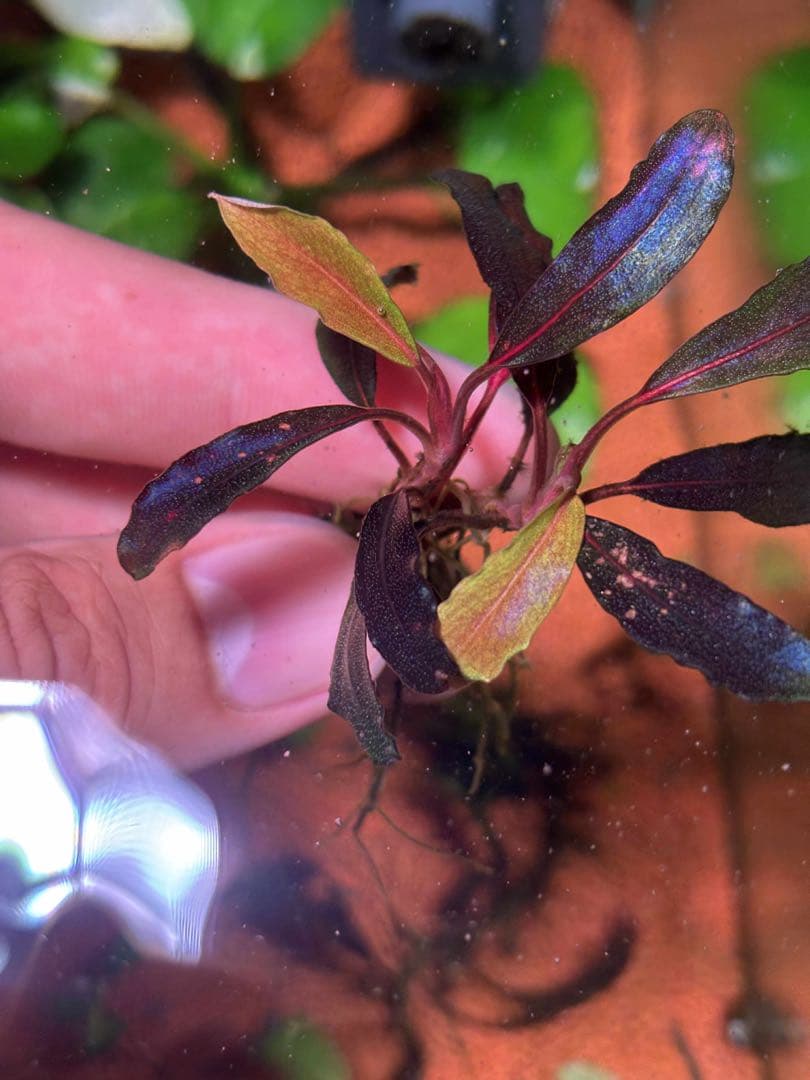 ブセファランドラspゴーストカリマンタン