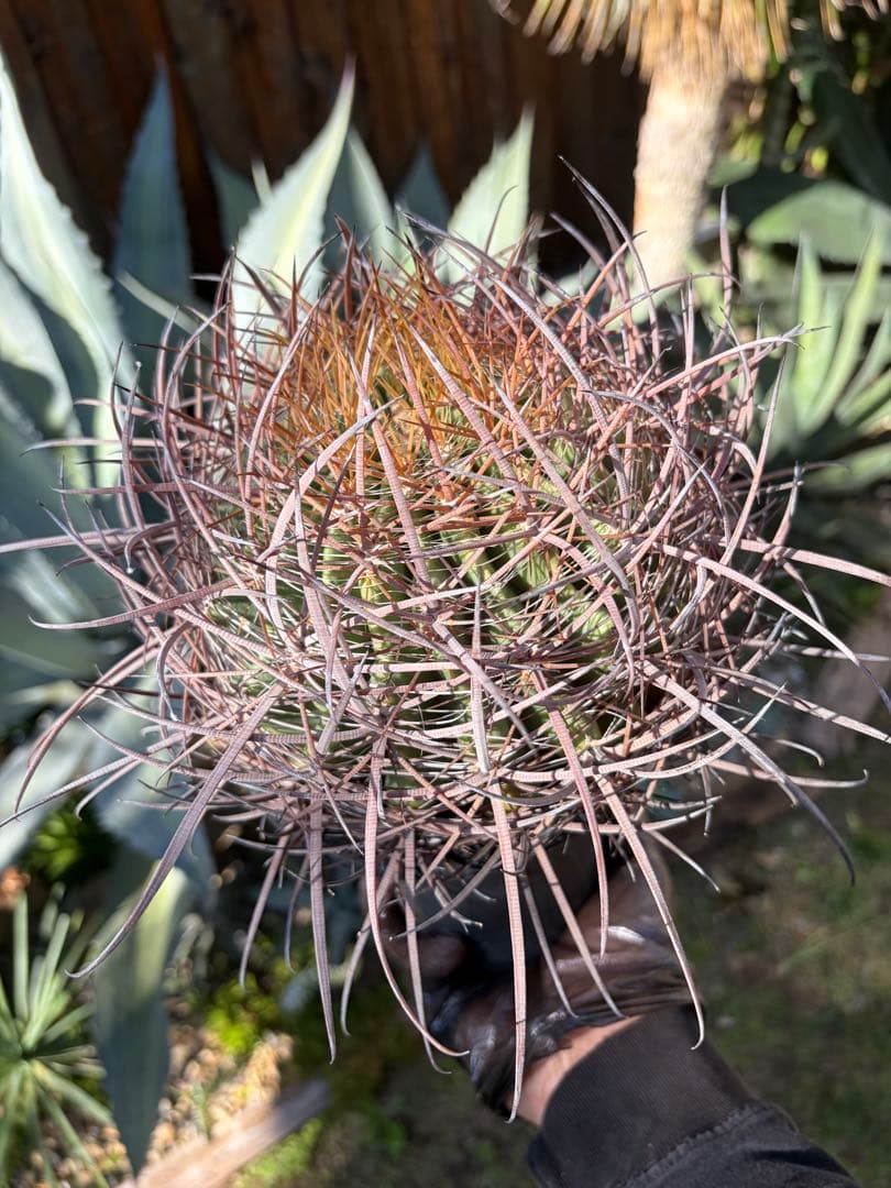 フェロカクタス鯱頭◇多肉サボテン南国ドライガーデン島アガベ　ユッカ　ヤシ　アロエ