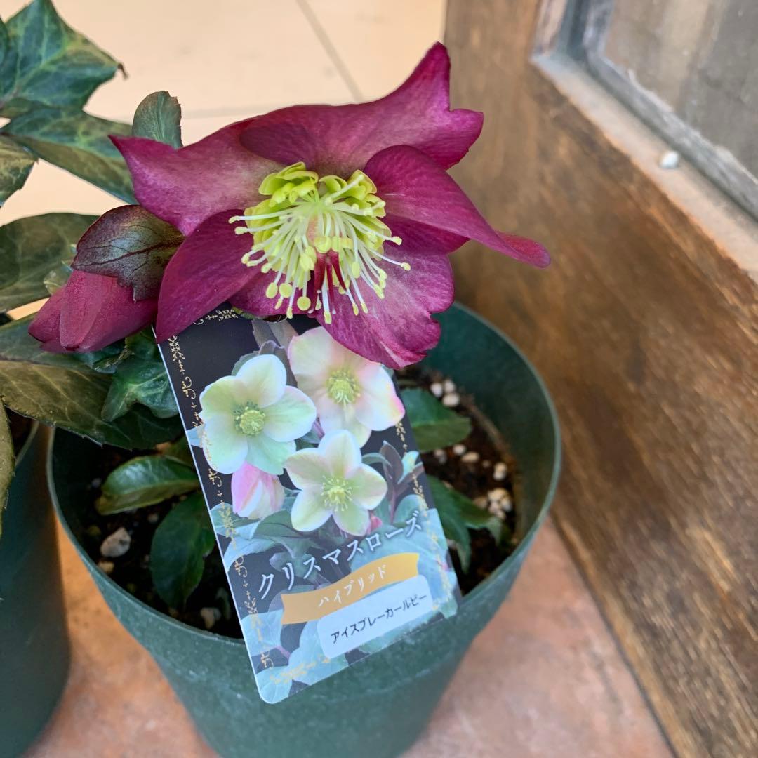 クリスマスローズ 花苗 5種セット