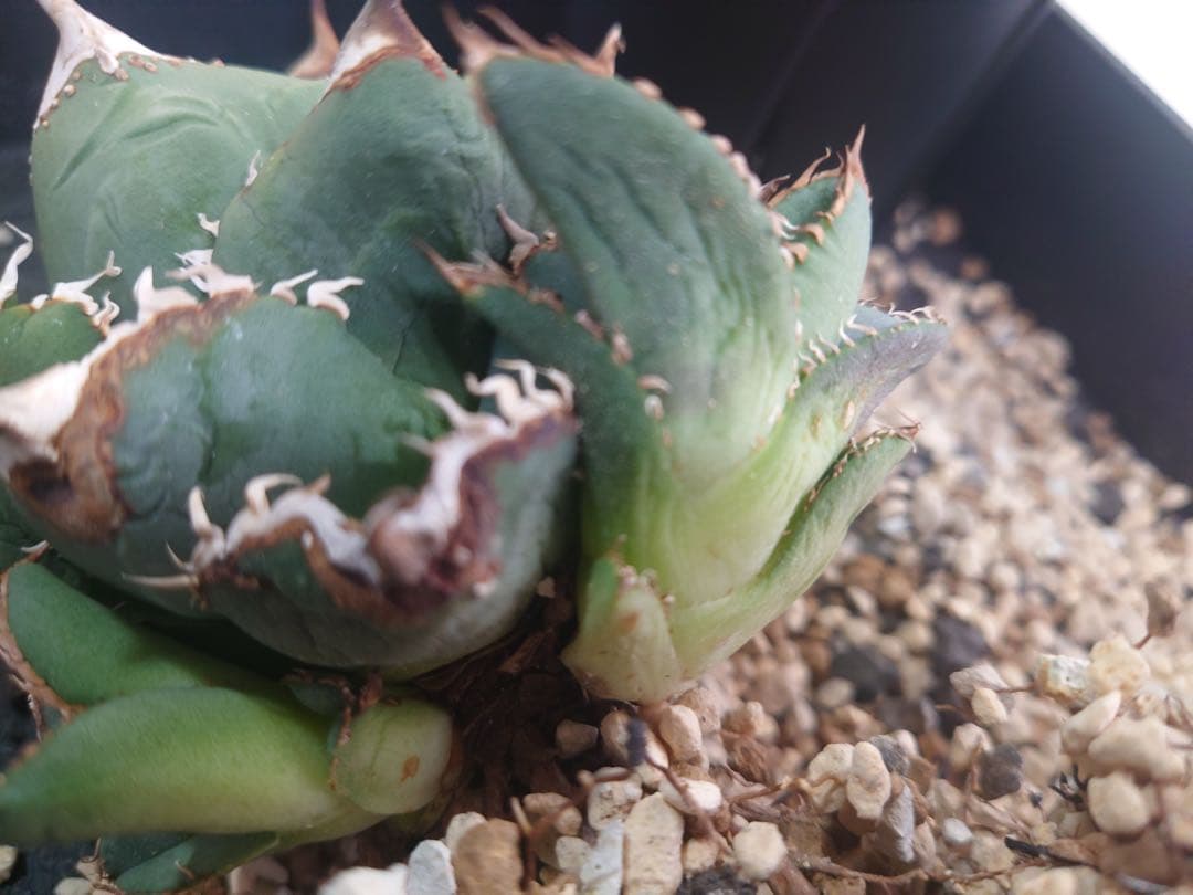 アガベ 麻花龍OC良株