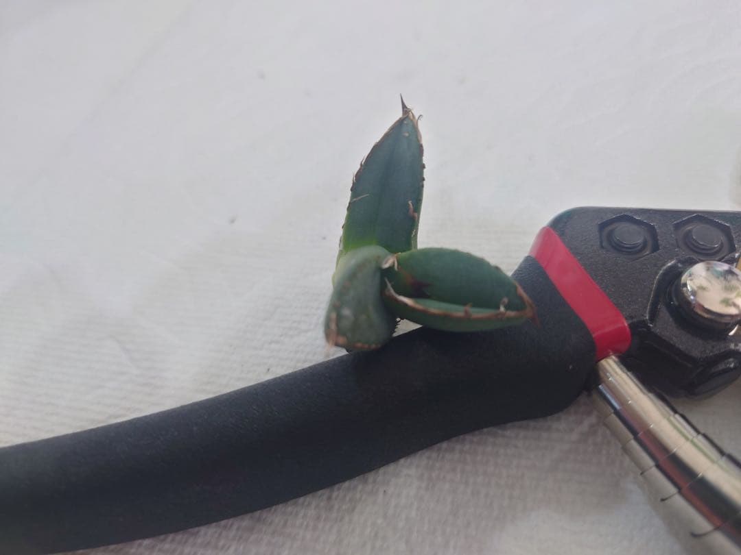 アガベ 麻花龍OC良株