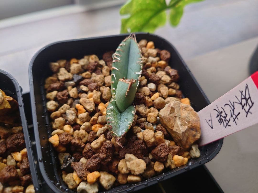 アガベ 麻花龍OC良株