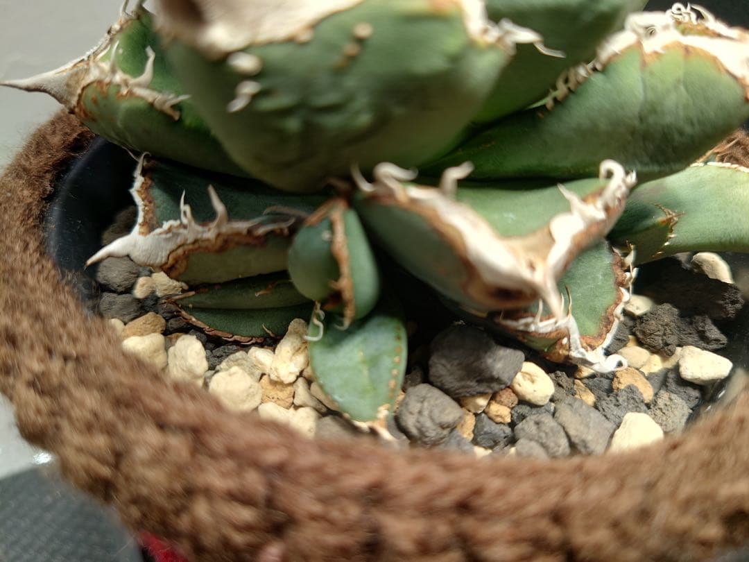 アガベ 麻花龍OC良株