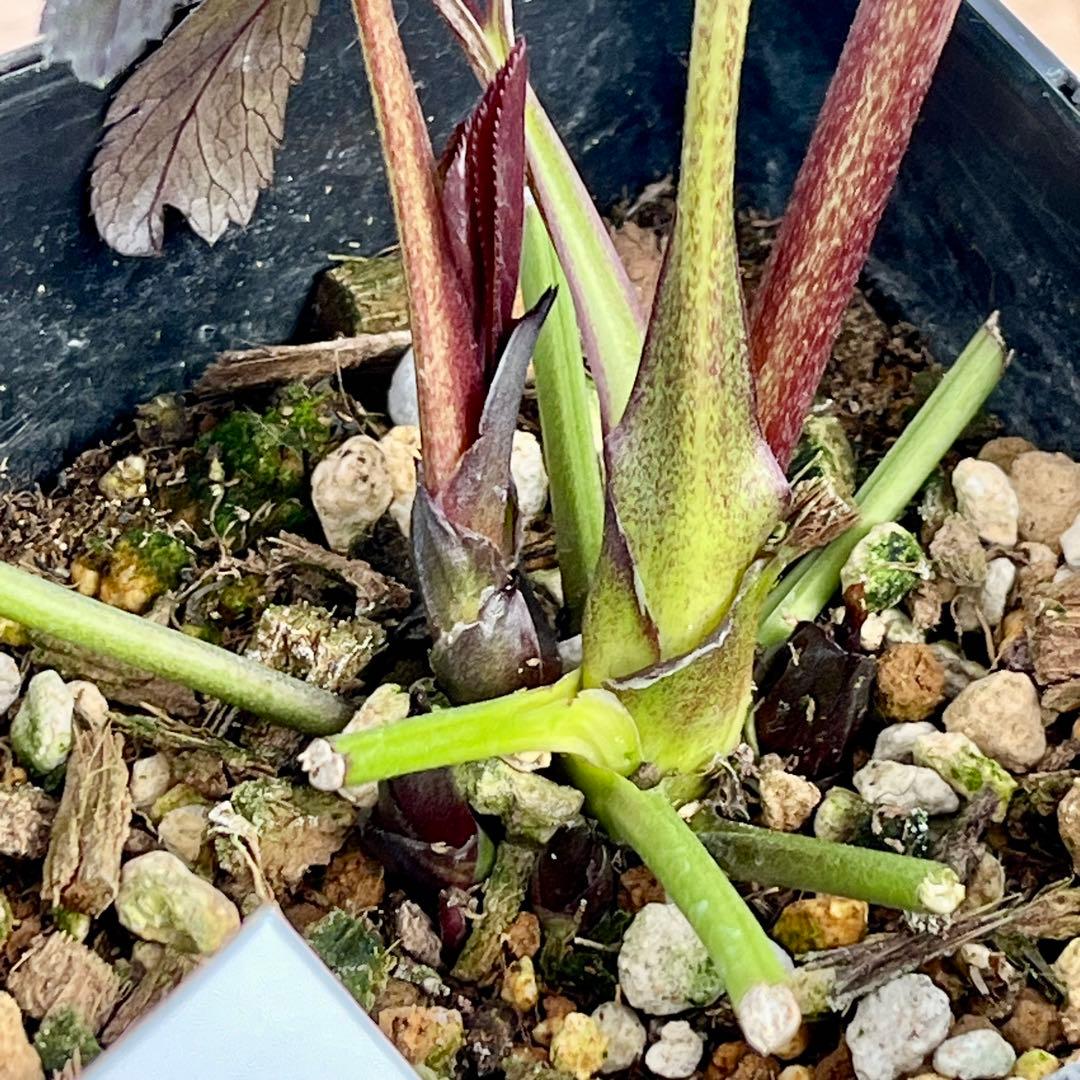 ノアロ　ポット発送☘️限定1株未株分☘️3047【新芽いっぱい⭐️超極上⭐️写楽】