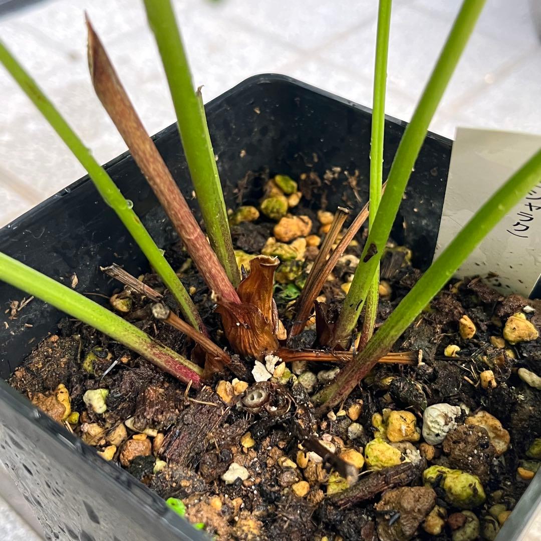 ノアロ　ポット発送☘️限定1株未株分☘️3047【新芽いっぱい⭐️超極上⭐️写楽】