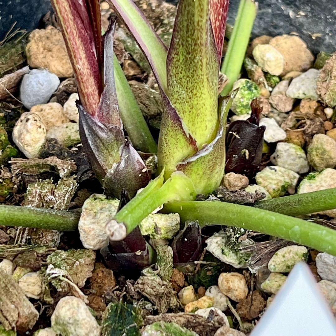 ノアロ　ポット発送☘️限定1株未株分☘️3047【新芽いっぱい⭐️超極上⭐️写楽】