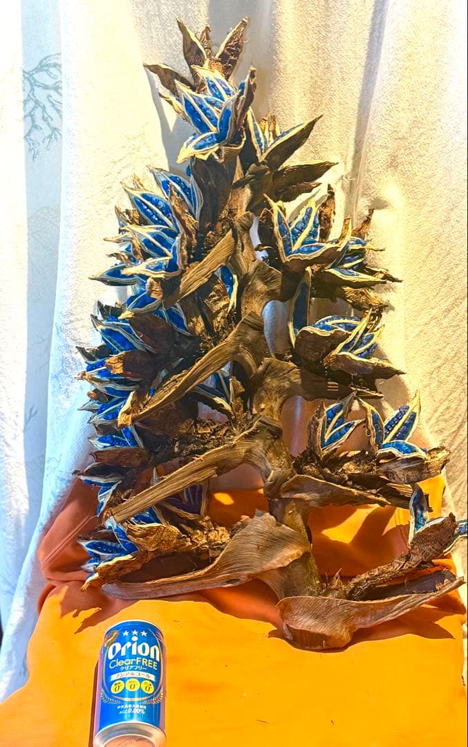 72 旅人の木 期間限定割引 今季宮古島産11房