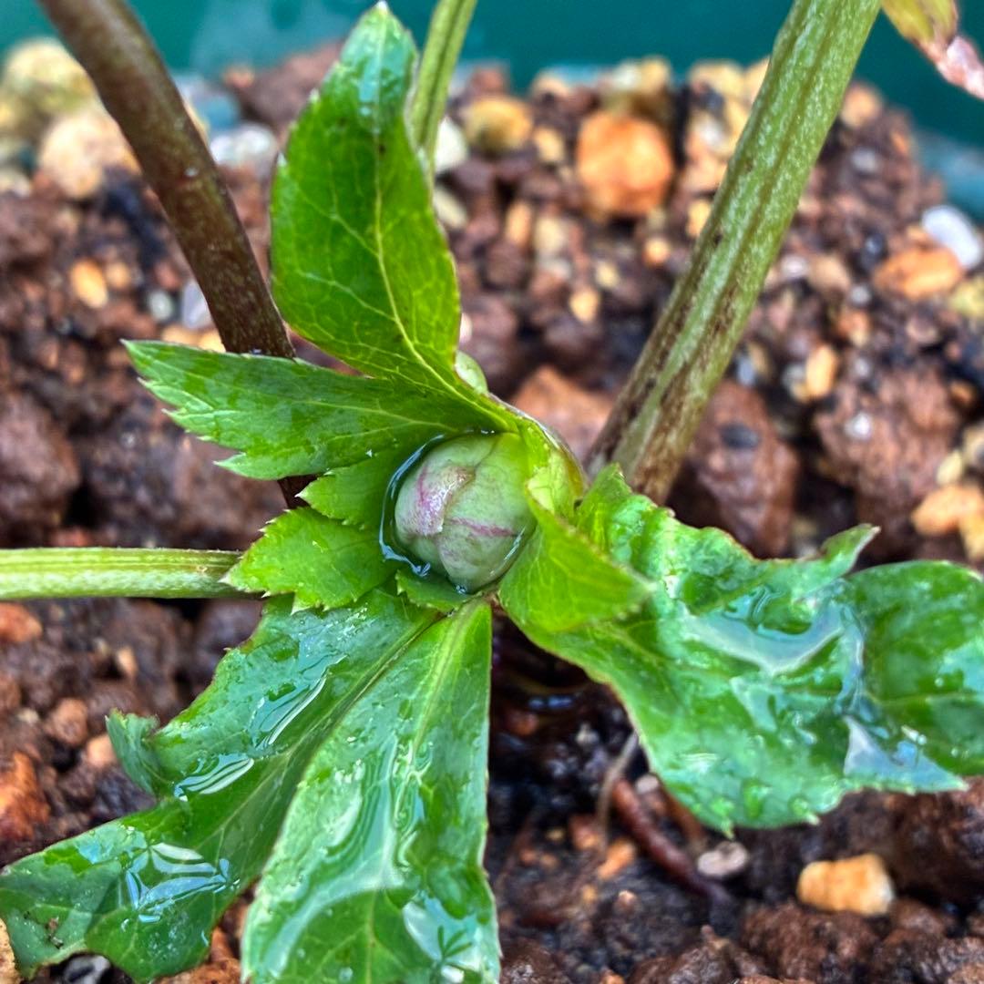 清*子様 ☘️蕾☘️タグ付き☘️根充実❤️沢山新芽元気株❤️666⭐️極上⭐️最