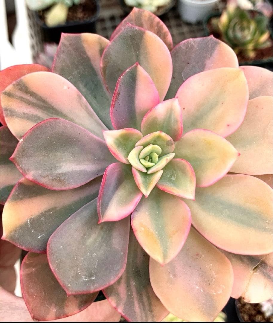 ジョアンダニエル錦　微根&ノーブルレッド錦&沙羅姫錦&エンシノ錦&フローレンス錦