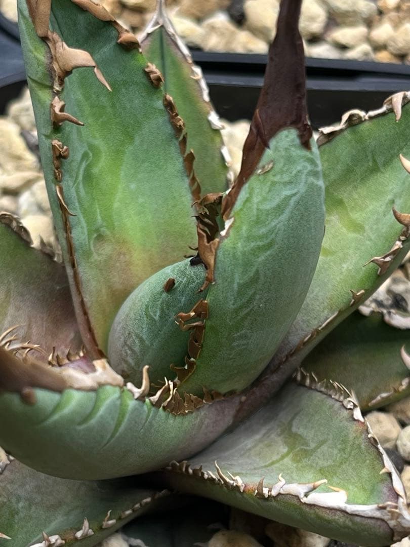 アガベ ホワイトファング 発根済み　鉢植え発送