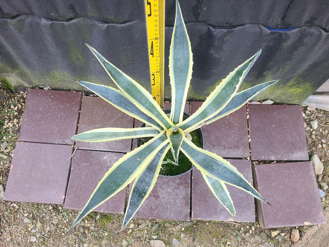 アガベ アメリカーナ バリエガータ7号鉢良型株