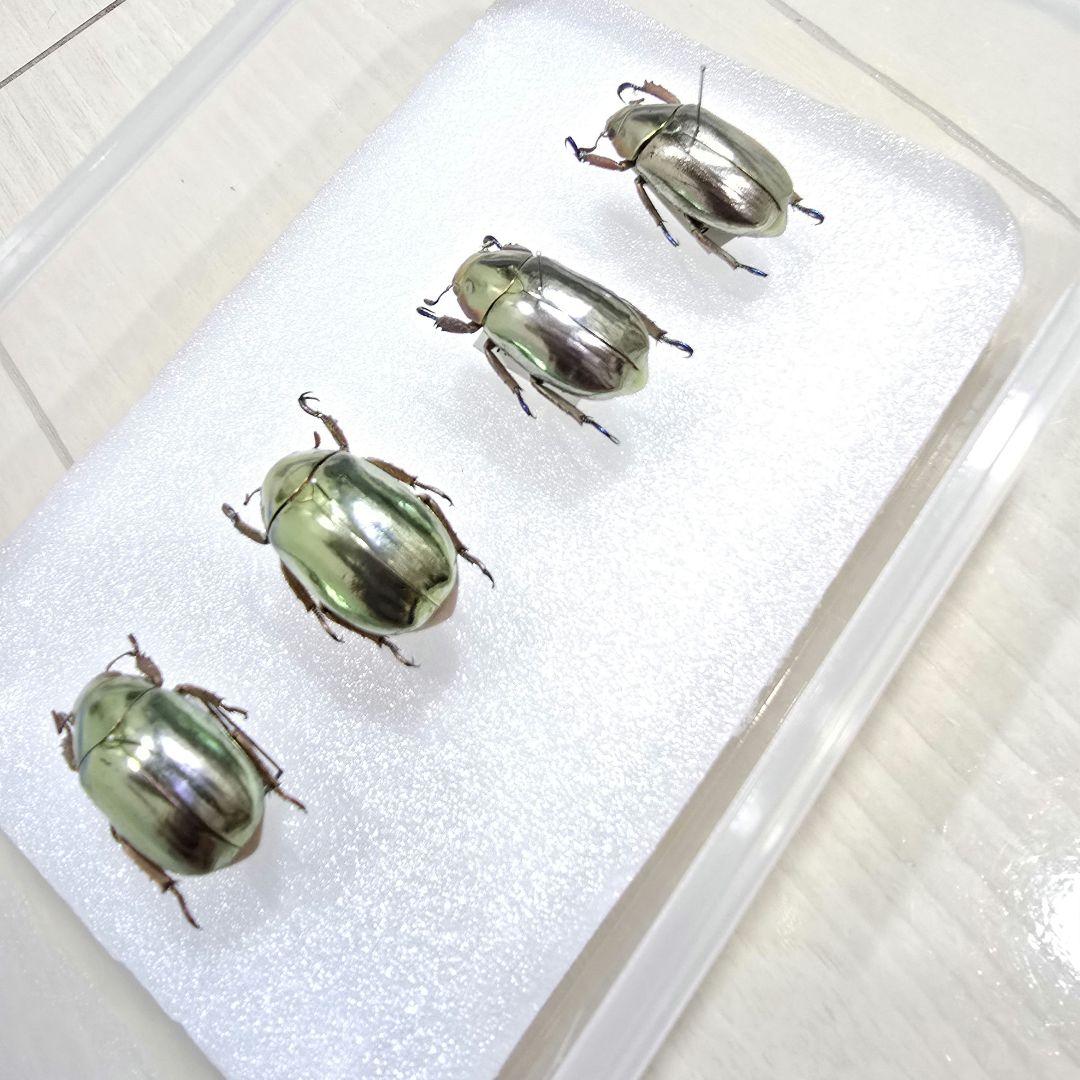 プラチナコガネ標本４頭セット