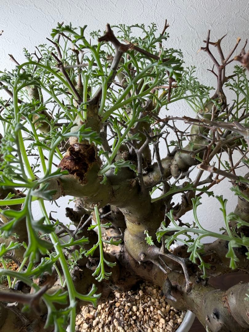 ペラルゴニウム クリズミフォリウム 山伏天狗