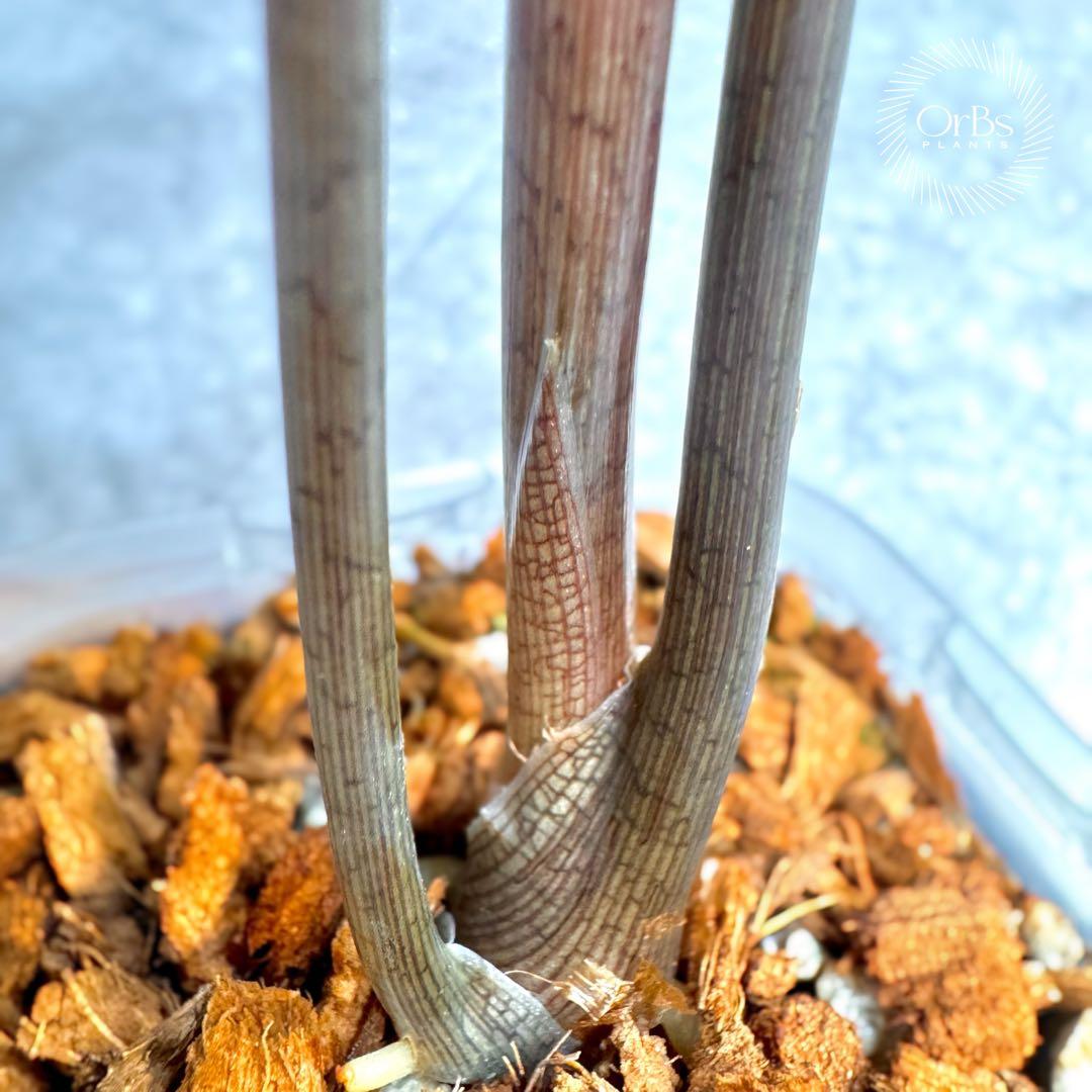 掲載最終日セール【芋付き】アロカシア ノビリス ピンク斑入り 中株サイズ