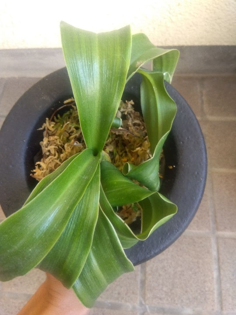 万年青　オモト　獅子　白覆輪斑　4.5号陶器鉢つき　か