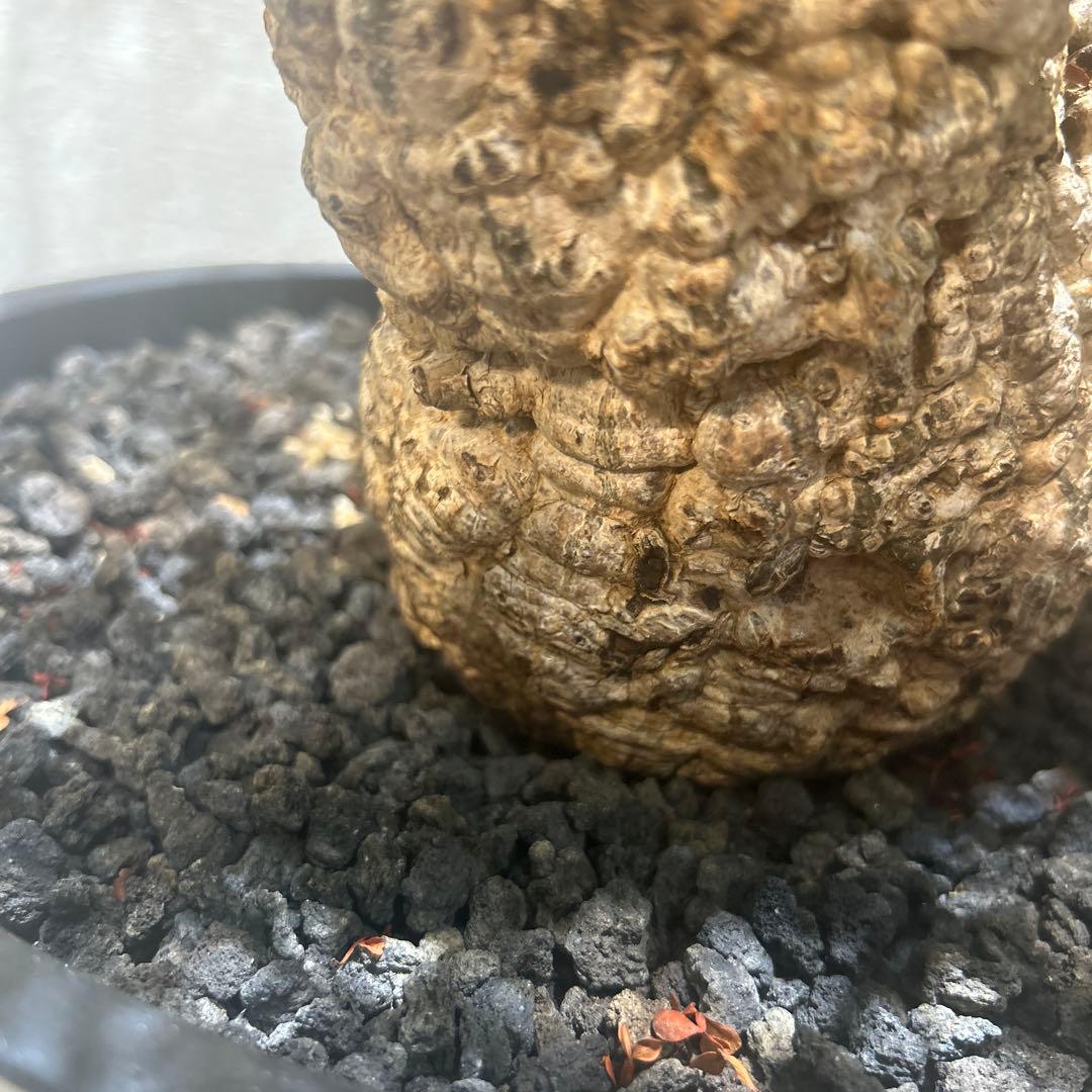 中型 塊根植物 黒鉢　パキプス