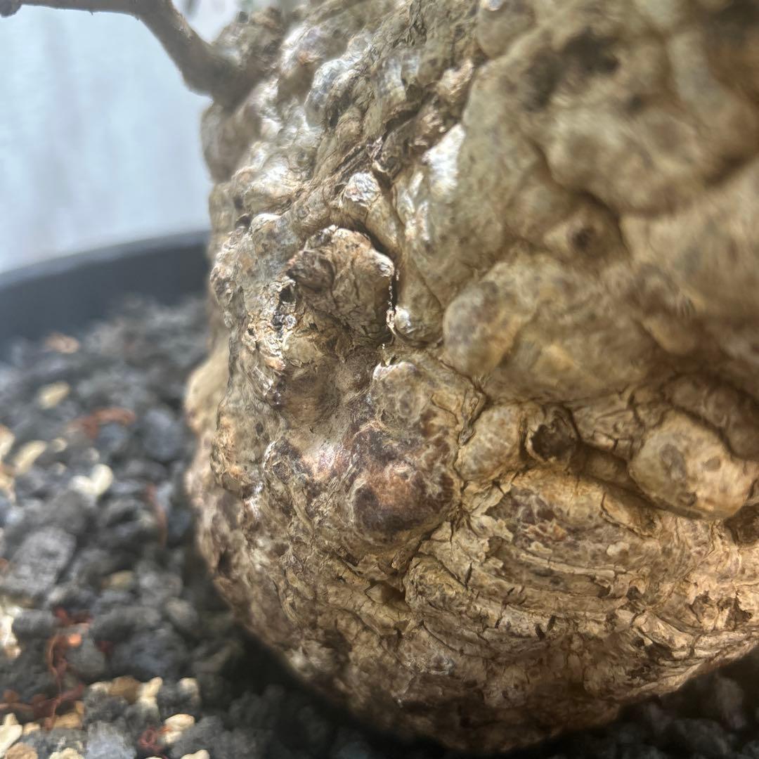 中型 塊根植物 黒鉢　パキプス