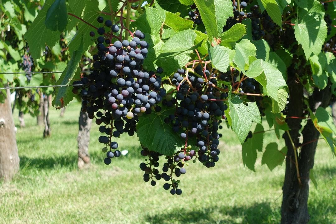 RX100III DSC-RX100M3 SONY ソニー Cyber-shot