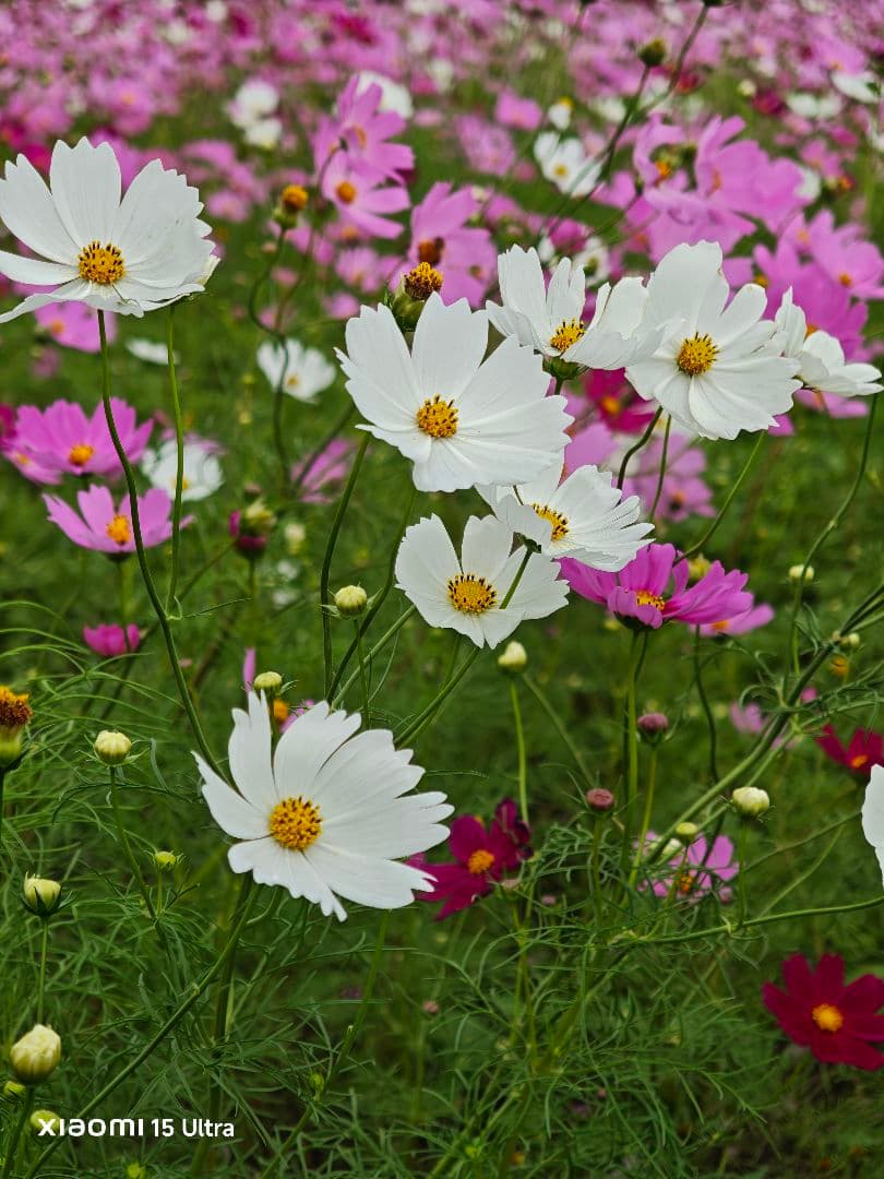 Xiaomi 15Ultra ホワイト 国内版 本体