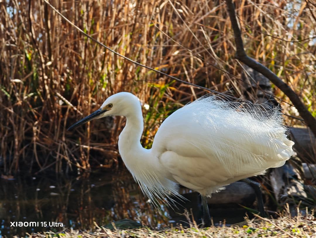 Xiaomi 15Ultra ホワイト 国内版 本体