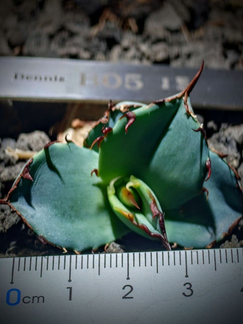 アガベ　チタノタ　dennisB05 子株　青犀牛