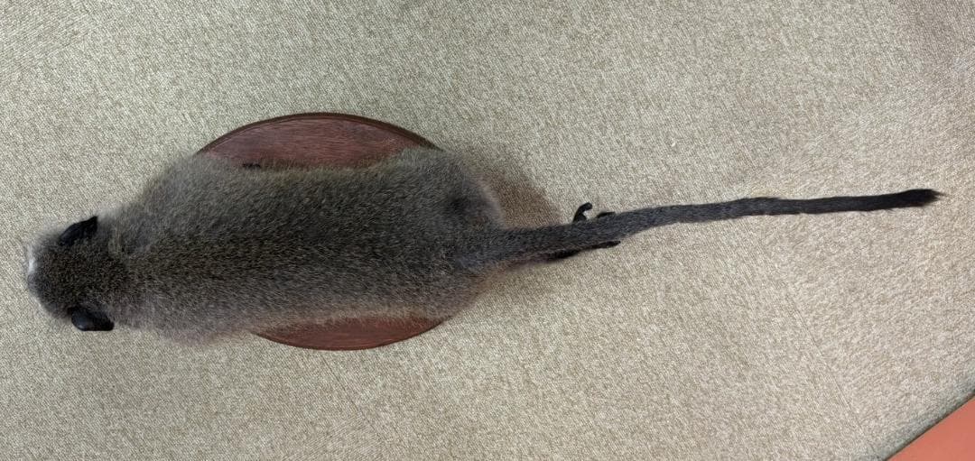 高品質　ベルベットモンキー 全身剥製 ★ A