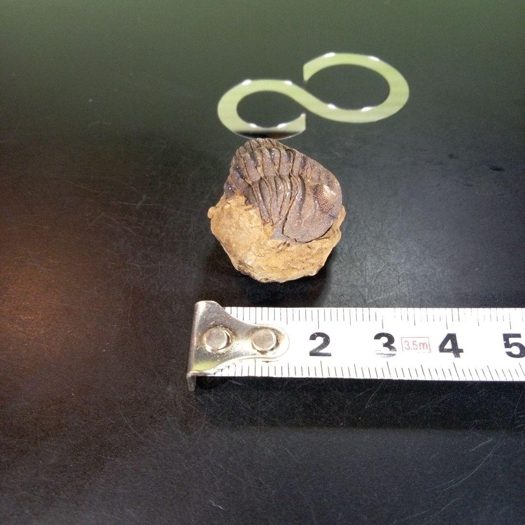 三葉虫　化石　ボリビア産　南アメリカ　trilobite　Bolivia三葉虫③