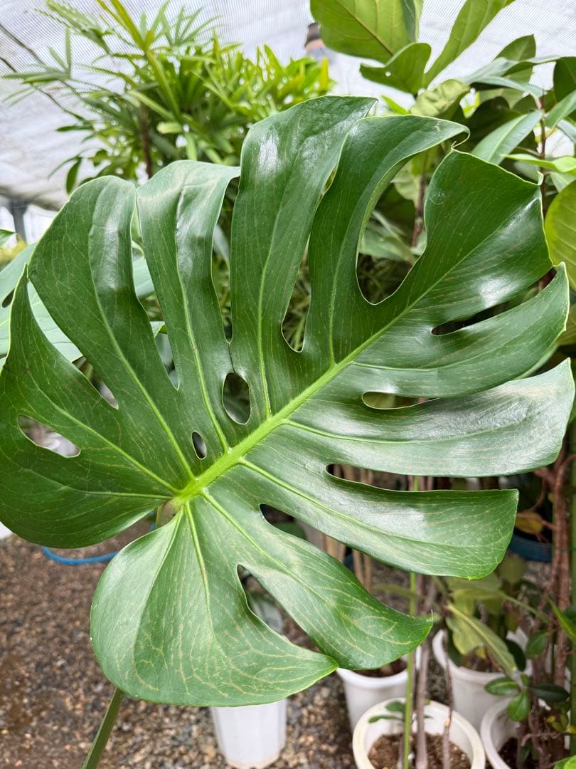 【特級品】モンステラ デリシオーサ 根上り 幹上がり 特大極上苗 7号鉢サイズ