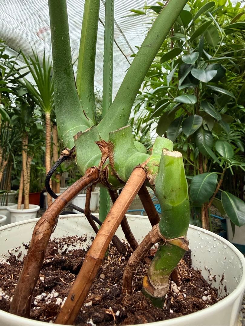 【特級品】モンステラ デリシオーサ 根上り 幹上がり 特大極上苗 7号鉢サイズ
