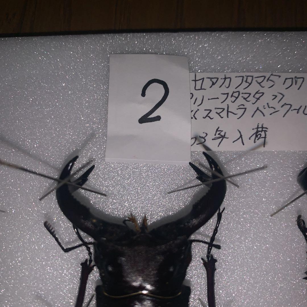 H.セアカ(パリー)フタマタクワガタ4体セット野外品75〜88㍉