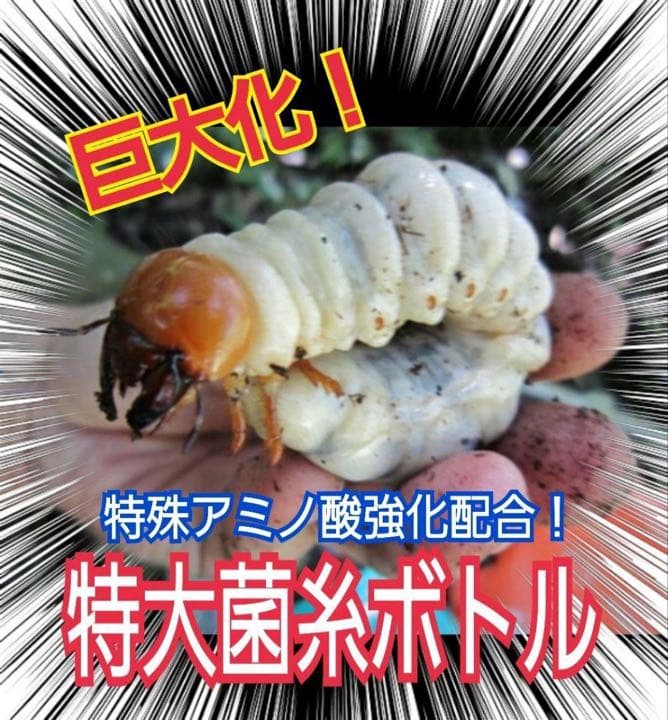 極上！ヒマラヤひらたけ菌糸ブロック【6個】トレハロース強化配合！オオクワに抜群！