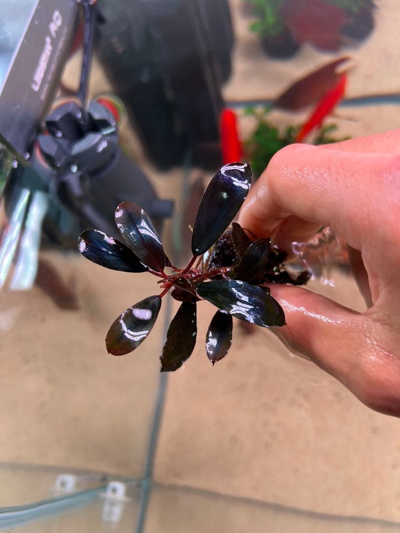 水草 Bucephalandra VarigataPink.BlackAngel