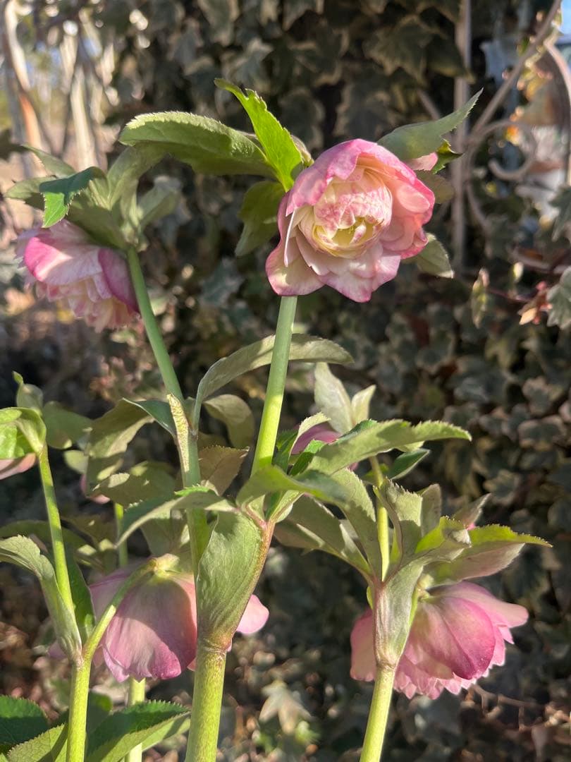 クリスマスローズ　加藤農園　絞りクリスマスローズ