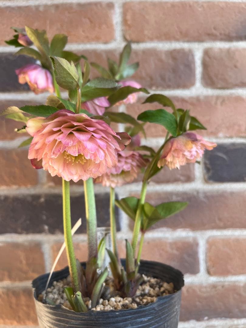 クリスマスローズ　加藤農園　絞りクリスマスローズ