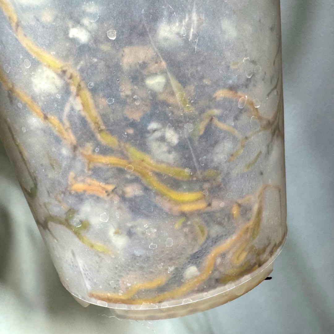 モンステラ デリシオーサ クリームブリュレ 希少斑入り 2芽